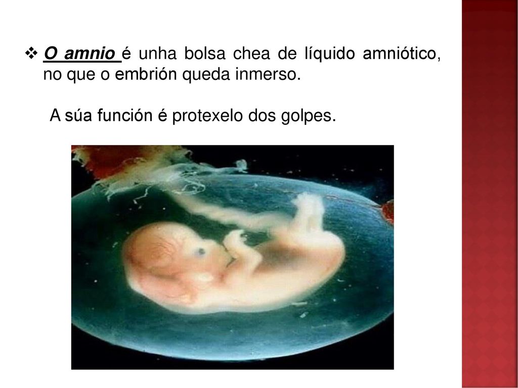 O amnio é unha bolsa chea de líquido amniótico, no que o embrión queda inmerso.