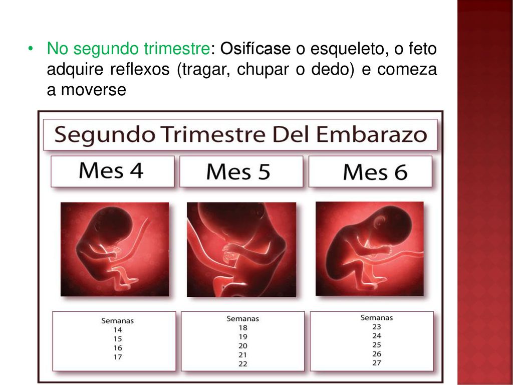 No segundo trimestre: Osifícase o esqueleto, o feto adquire reflexos (tragar, chupar o dedo) e comeza a moverse