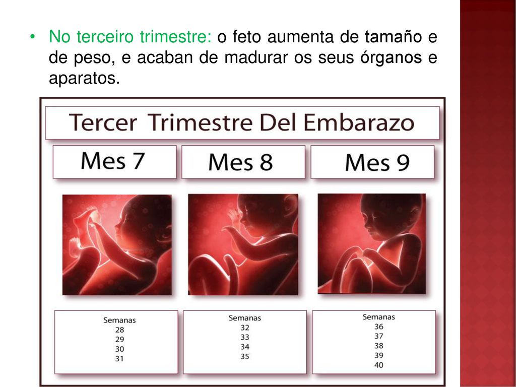 No terceiro trimestre: o feto aumenta de tamaño e de peso, e acaban de madurar os seus órganos e aparatos.