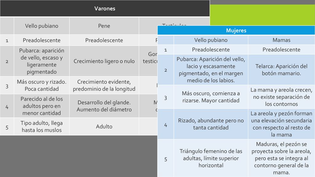 Varones Vello pubiano. Pene. Testículos. 1. Preadolescente. 2. Pubarca: aparición de vello, escaso y ligeramente pigmentado.