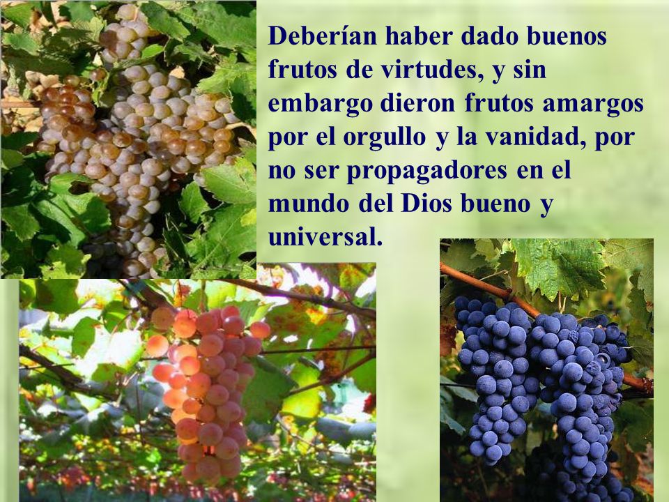 Deberían haber dado buenos frutos de virtudes, y sin embargo dieron frutos amargos por el orgullo y la vanidad, por no ser propagadores en el mundo del Dios bueno y universal.