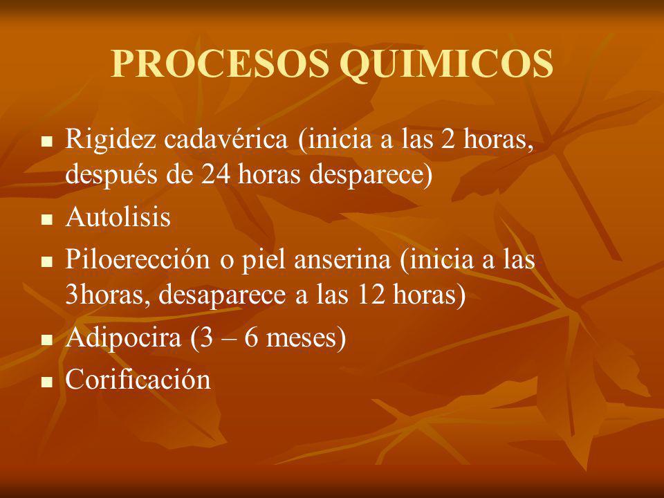 PROCESOS QUIMICOS Rigidez cadavérica (inicia a las 2 horas, después de 24 horas desparece) Autolisis.