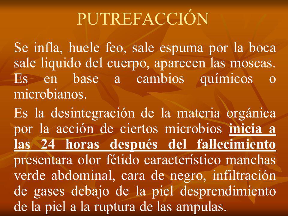 PUTREFACCIÓN Se infla, huele feo, sale espuma por la boca sale liquido del cuerpo, aparecen las moscas. Es en base a cambios químicos o microbianos.