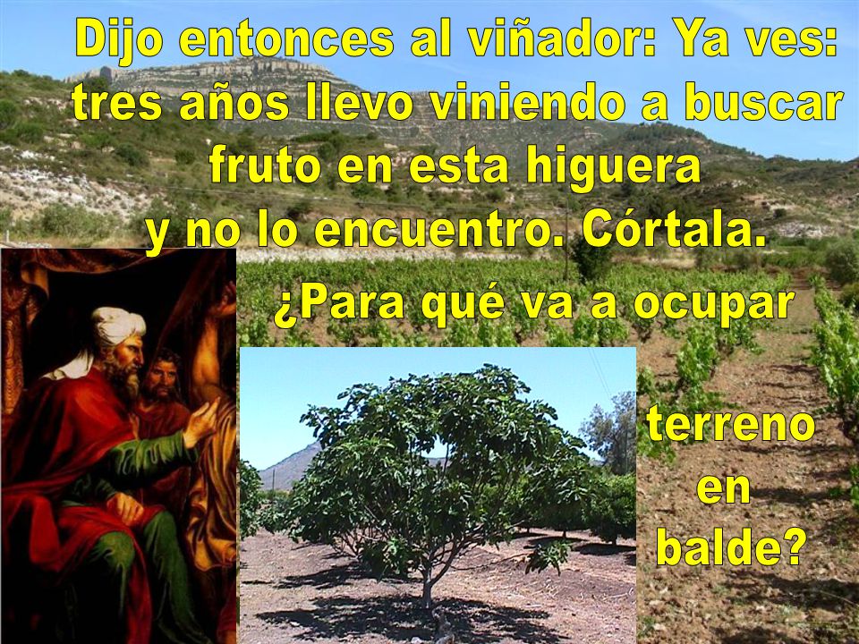 Dijo entonces al viñador: Ya ves: tres años llevo viniendo a buscar