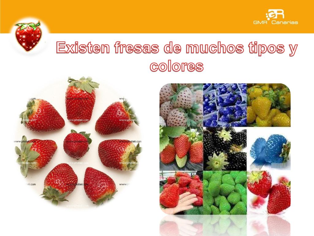 Existen fresas de muchos tipos y colores