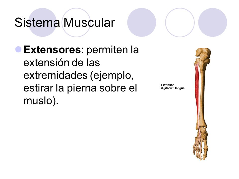 Sistema Muscular Extensores: permiten la extensión de las extremidades (ejemplo, estirar la pierna sobre el muslo).