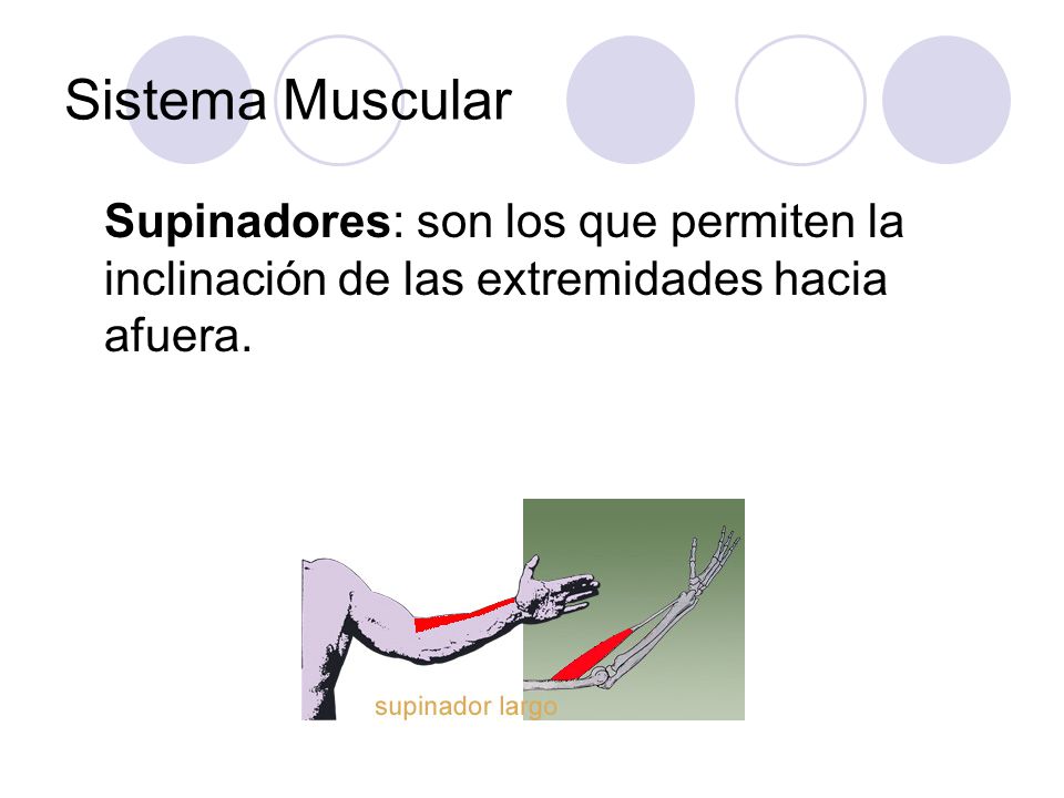 Sistema Muscular Supinadores: son los que permiten la inclinación de las extremidades hacia afuera.