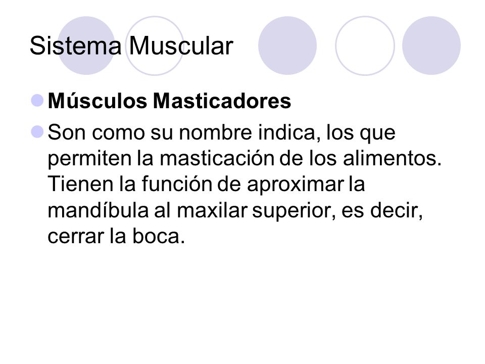 Sistema Muscular Músculos Masticadores