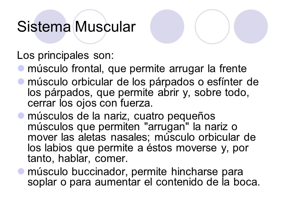 Sistema Muscular Los principales son: