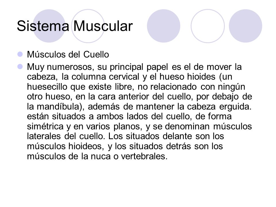 Sistema Muscular Músculos del Cuello