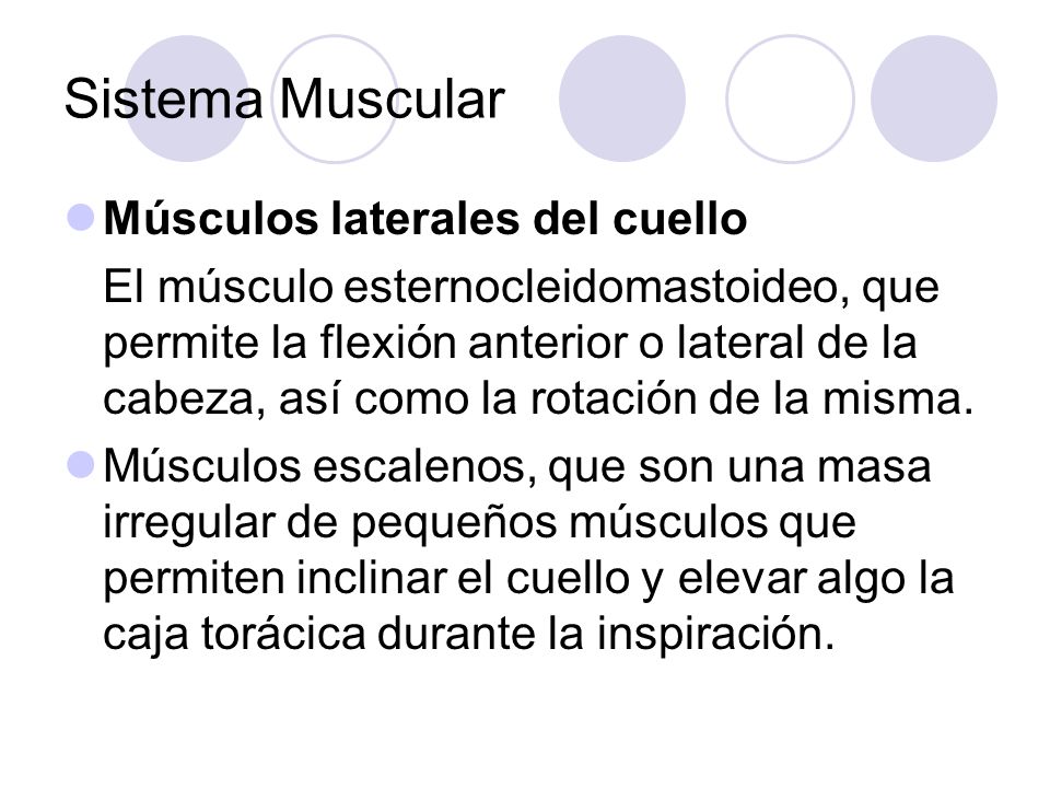 Sistema Muscular Músculos laterales del cuello