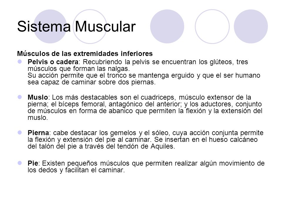 Sistema Muscular Músculos de las extremidades inferiores