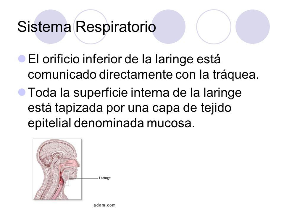 Sistema Respiratorio El orificio inferior de la laringe está comunicado directamente con la tráquea.