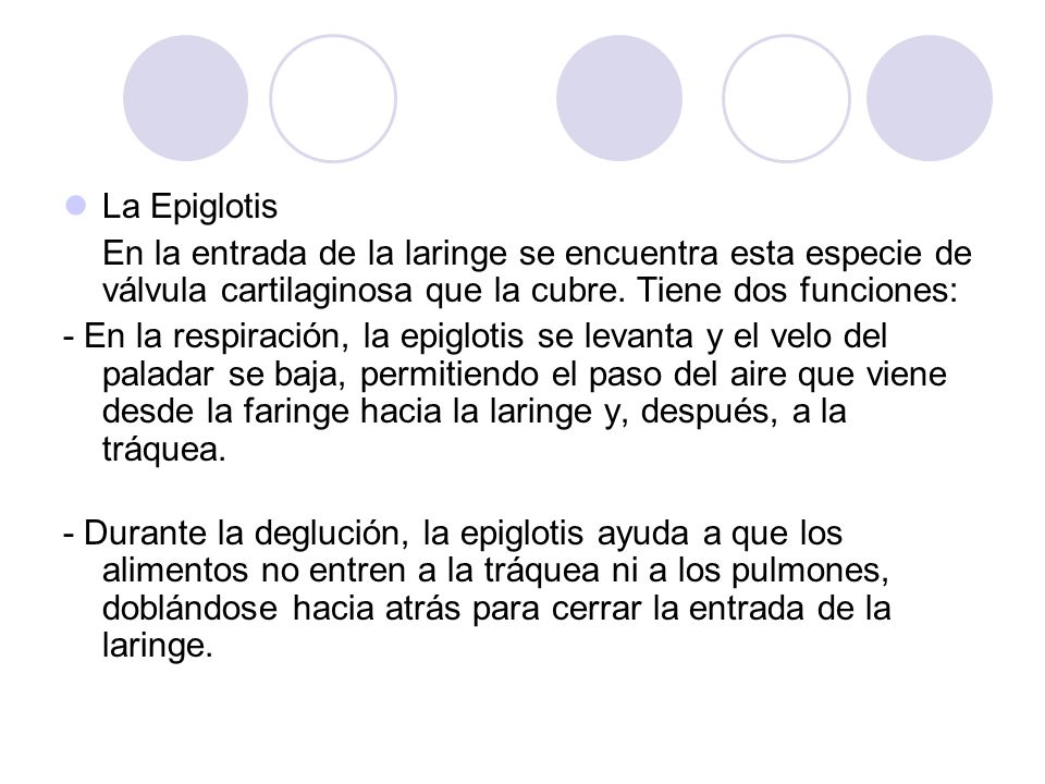 La Epiglotis En la entrada de la laringe se encuentra esta especie de válvula cartilaginosa que la cubre. Tiene dos funciones: