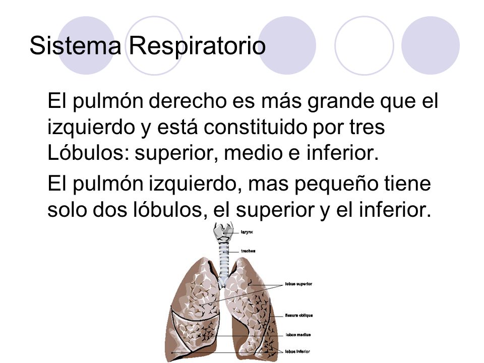 Sistema Respiratorio El pulmón derecho es más grande que el izquierdo y está constituido por tres Lóbulos: superior, medio e inferior.