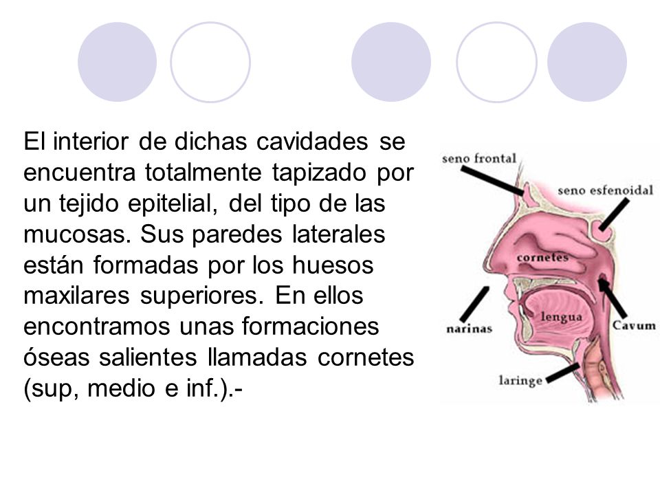 El interior de dichas cavidades se encuentra totalmente tapizado por un tejido epitelial, del tipo de las mucosas.