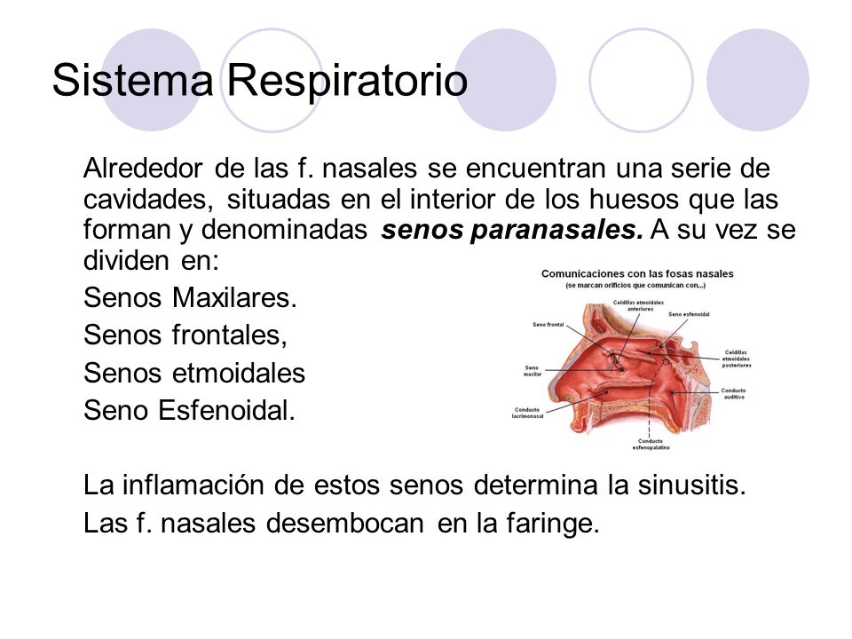 Sistema Respiratorio