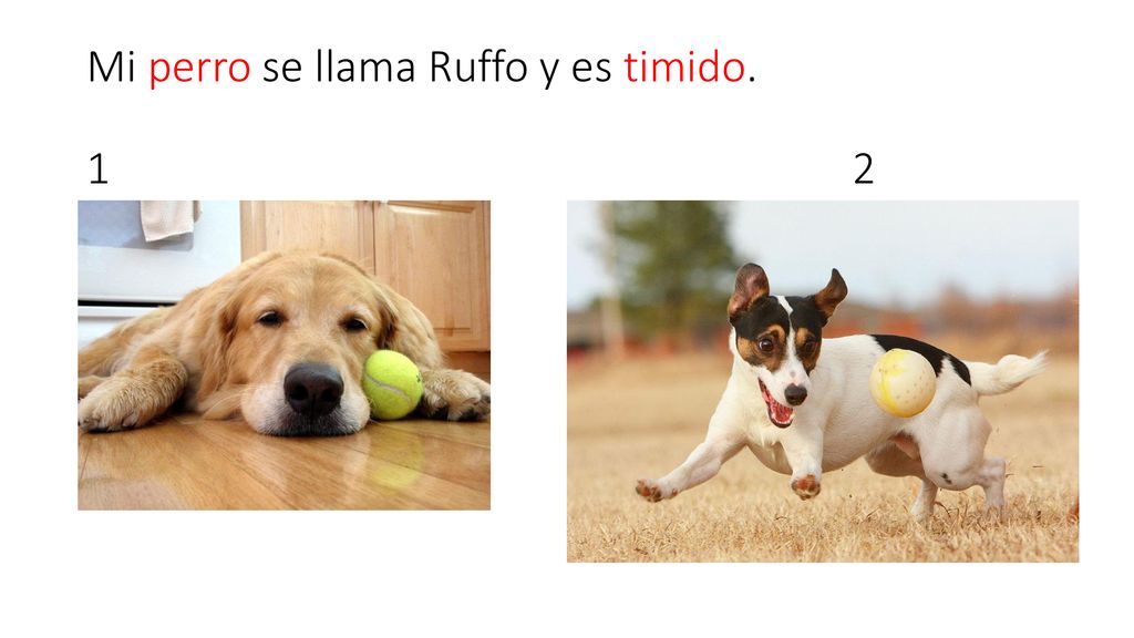 Mi perro se llama Ruffo y es timido. 1 2