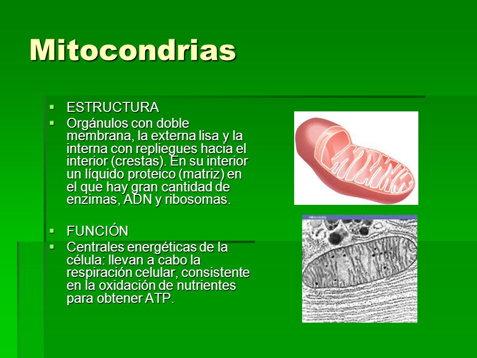 Mitocondrias ESTRUCTURA