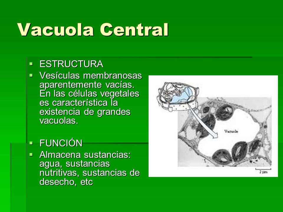 Vacuola Central ESTRUCTURA