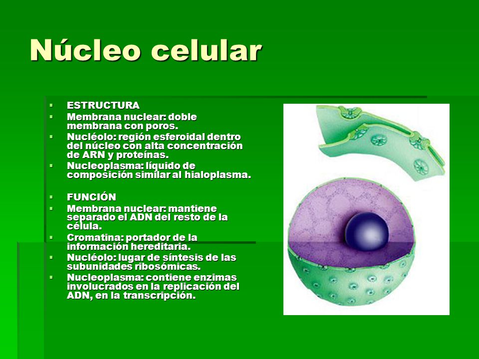 Núcleo celular ESTRUCTURA Membrana nuclear: doble membrana con poros.