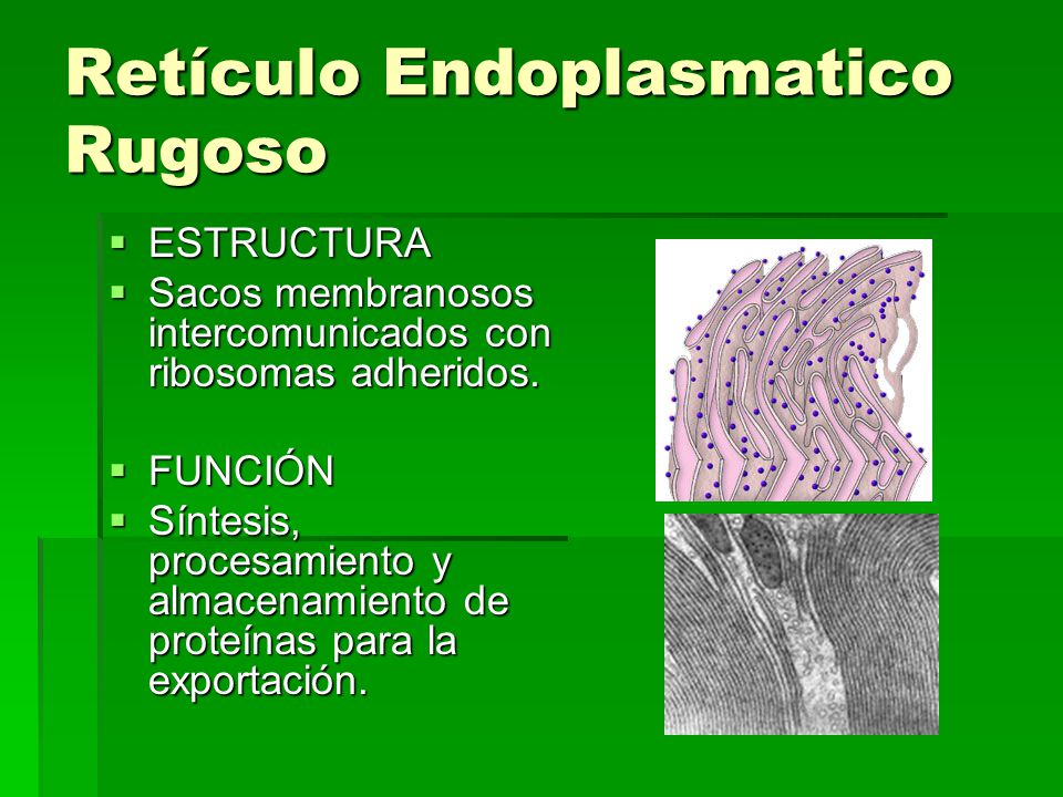 Retículo Endoplasmatico Rugoso