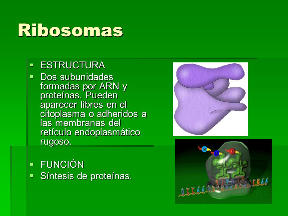 Ribosomas ESTRUCTURA.