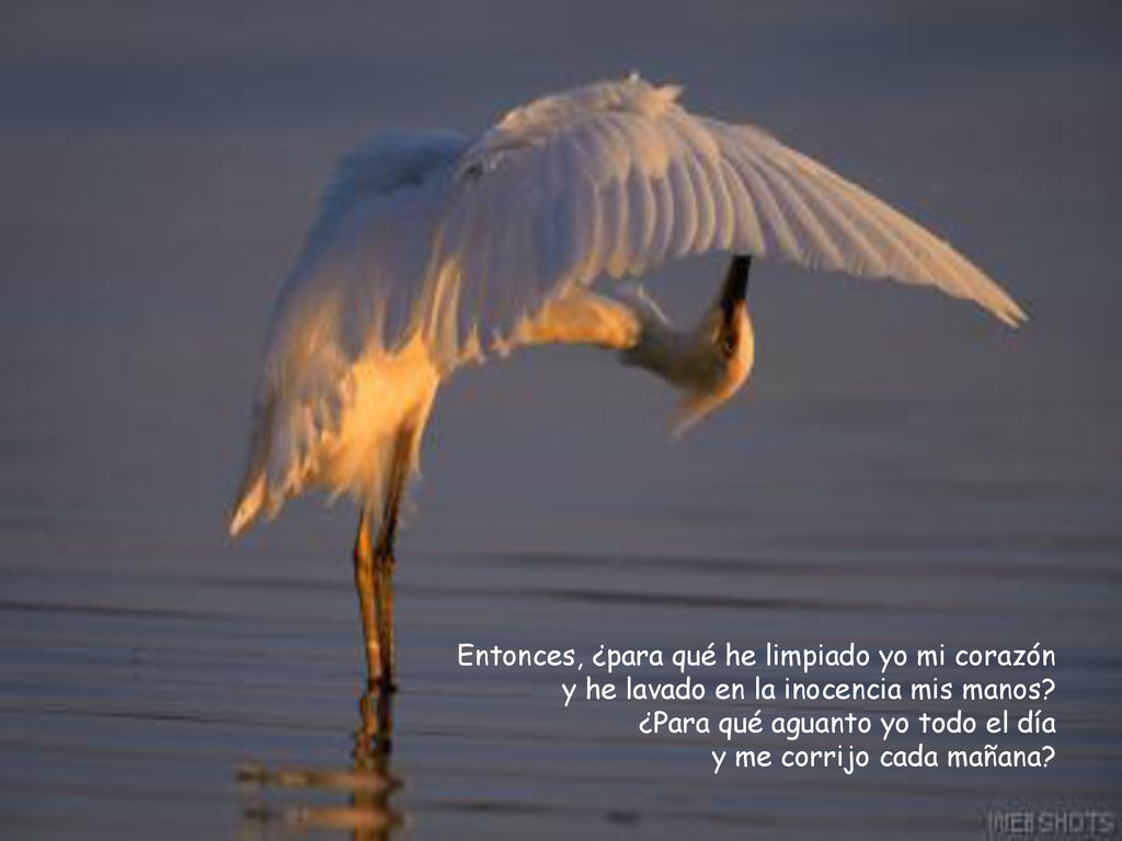 Entonces, ¿para qué he limpiado yo mi corazón