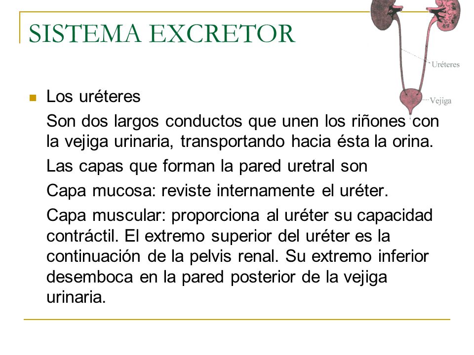 SISTEMA EXCRETOR Los uréteres