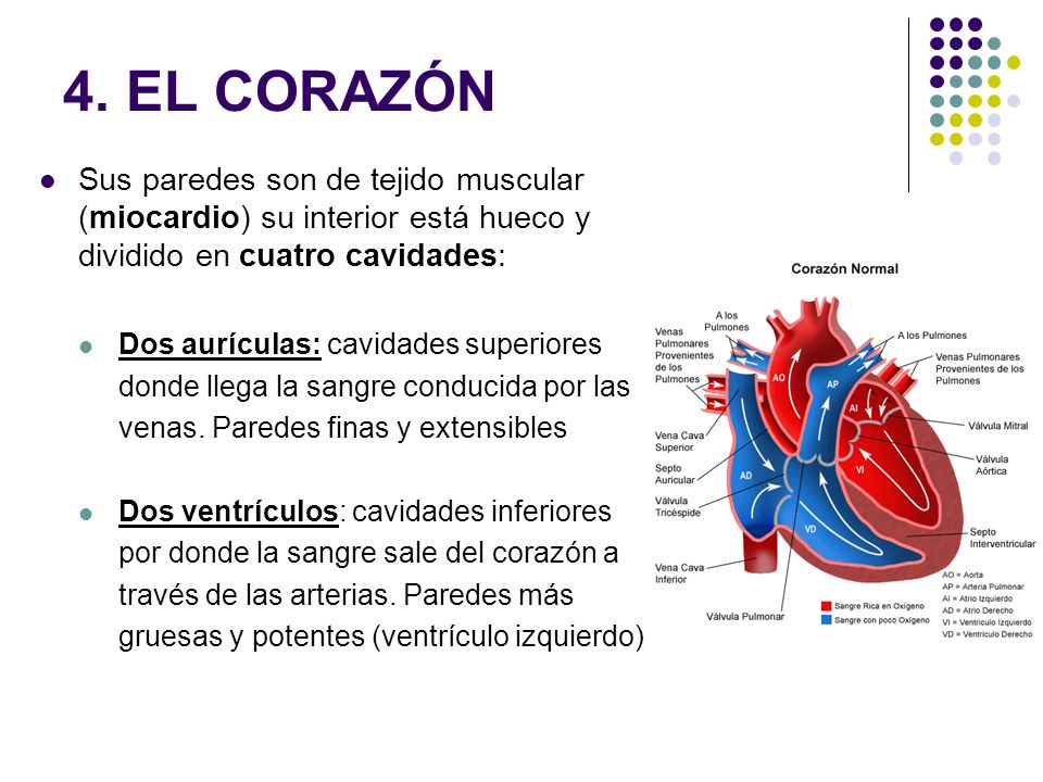 4. EL CORAZÓN Sus paredes son de tejido muscular (miocardio) su interior está hueco y dividido en cuatro cavidades: