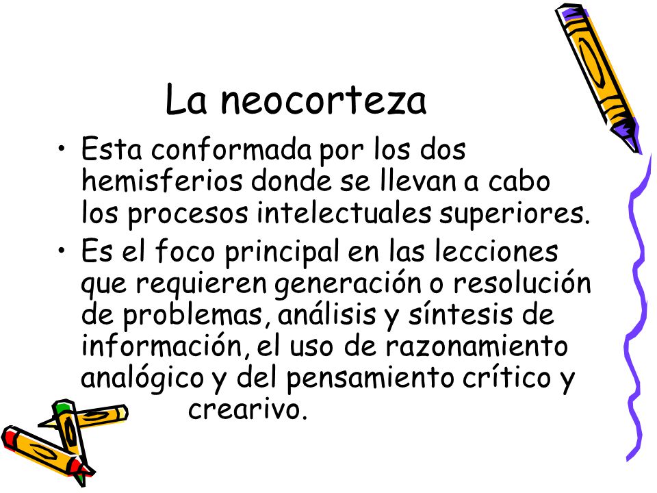 La neocorteza Esta conformada por los dos hemisferios donde se llevan a cabo los procesos intelectuales superiores.