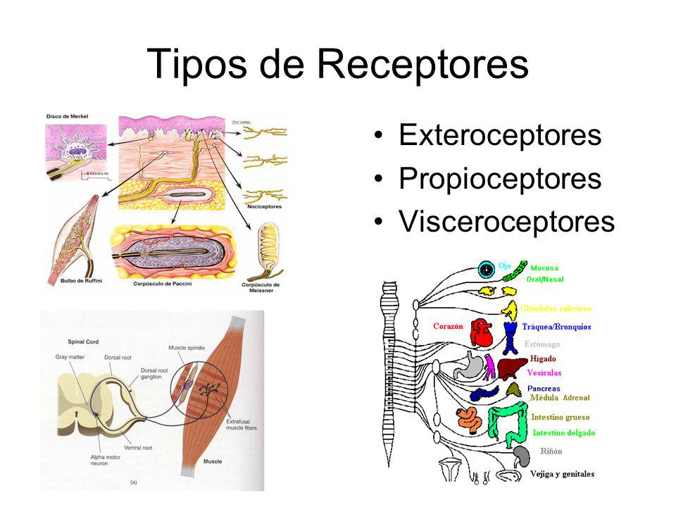 Tipos de Receptores Exteroceptores Propioceptores Visceroceptores