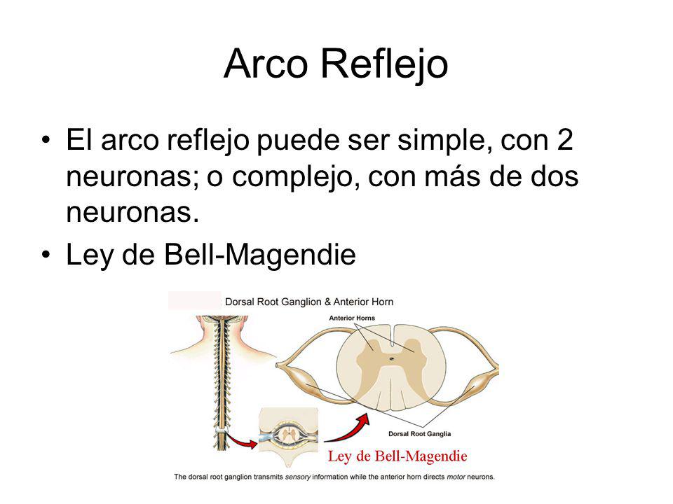 Arco Reflejo El arco reflejo puede ser simple, con 2 neuronas; o complejo, con más de dos neuronas.