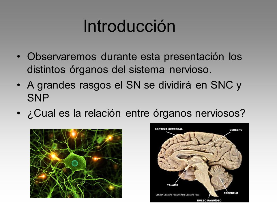 Introducción Observaremos durante esta presentación los distintos órganos del sistema nervioso. A grandes rasgos el SN se dividirá en SNC y SNP.