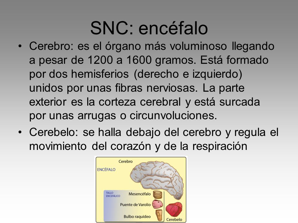 SNC: encéfalo