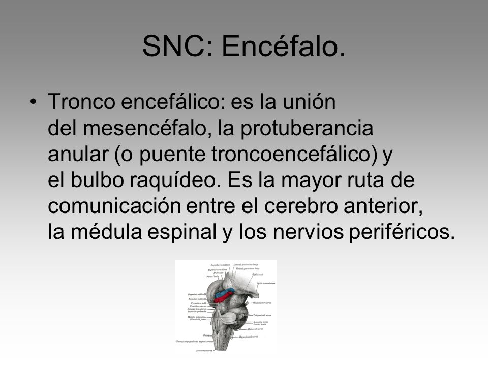 SNC: Encéfalo.