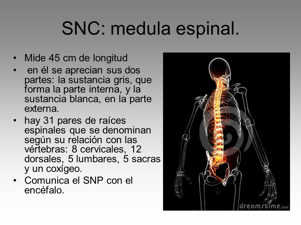 SNC: medula espinal. Mide 45 cm de longitud