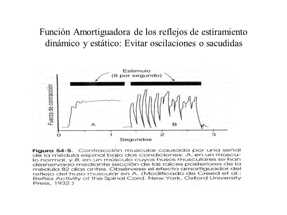 Función Amortiguadora de los reflejos de estiramiento dinámico y estático: Evitar oscilaciones o sacudidas
