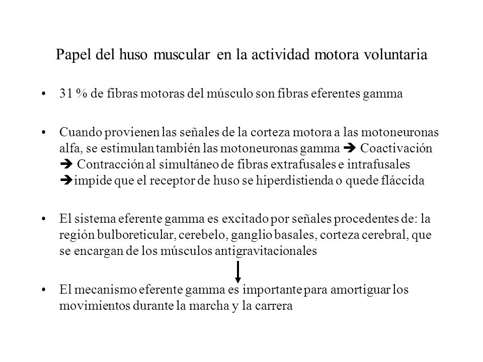 Papel del huso muscular en la actividad motora voluntaria