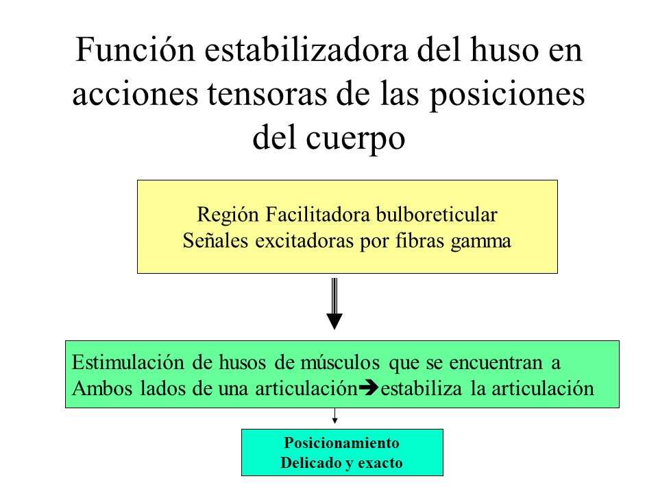 Función estabilizadora del huso en acciones tensoras de las posiciones del cuerpo