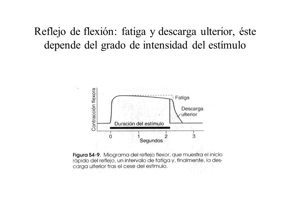 Reflejo de flexión: fatiga y descarga ulterior, éste depende del grado de intensidad del estímulo