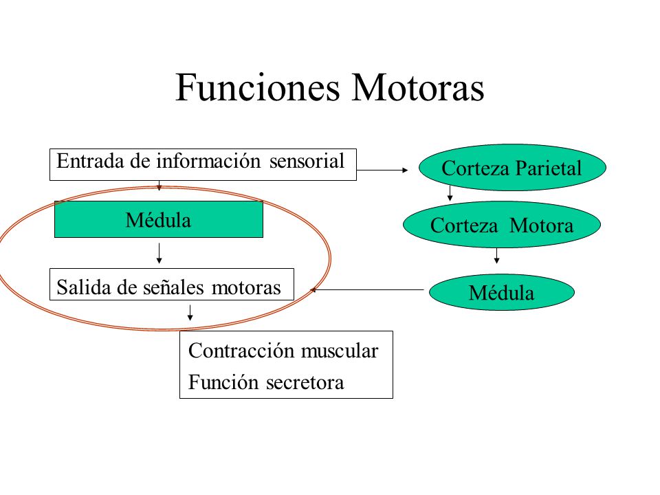 Funciones Motoras Entrada de información sensorial Corteza Parietal