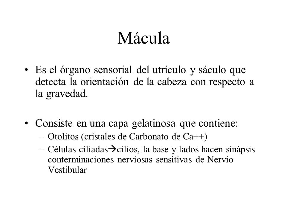 Mácula Es el órgano sensorial del utrículo y sáculo que detecta la orientación de la cabeza con respecto a la gravedad.
