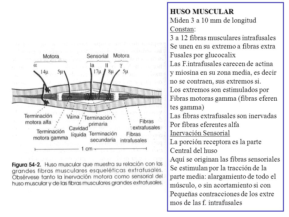 HUSO MUSCULAR Miden 3 a 10 mm de longitud. Constan: 3 a 12 fibras musculares intrafusales. Se unen en su extremo a fibras extra.