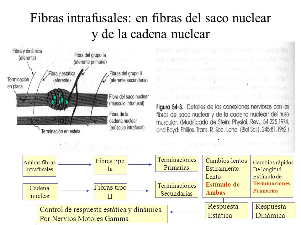 Fibras intrafusales: en fibras del saco nuclear y de la cadena nuclear