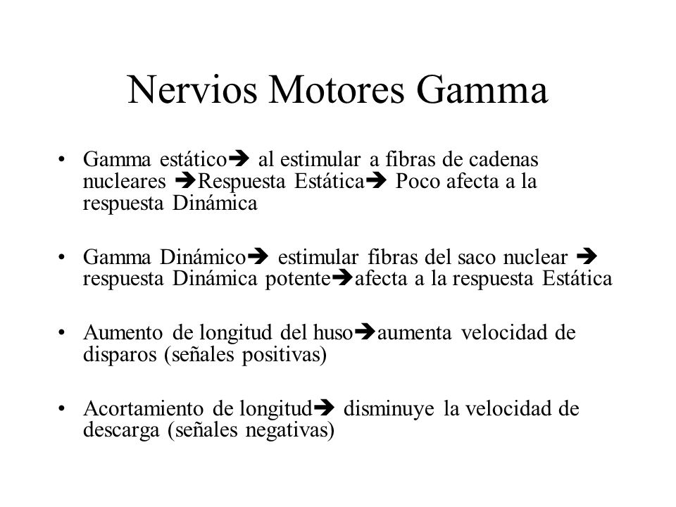 Nervios Motores Gamma Gamma estático al estimular a fibras de cadenas nucleares Respuesta Estática Poco afecta a la respuesta Dinámica.