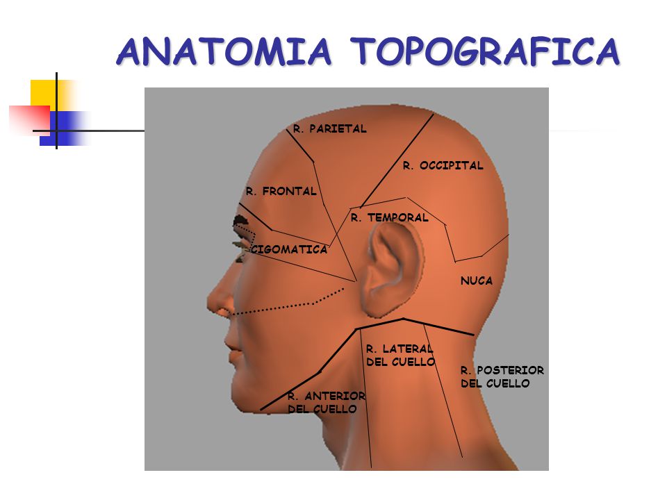 ANATOMIA TOPOGRAFICA R. PARIETAL R. OCCIPITAL R. FRONTAL R. TEMPORAL