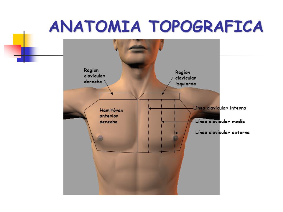 ANATOMIA TOPOGRAFICA Region clavicular Region derecha clavicular