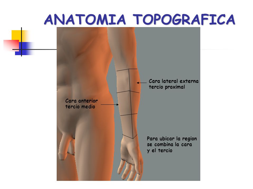 ANATOMIA TOPOGRAFICA Cara lateral externa tercio proximal