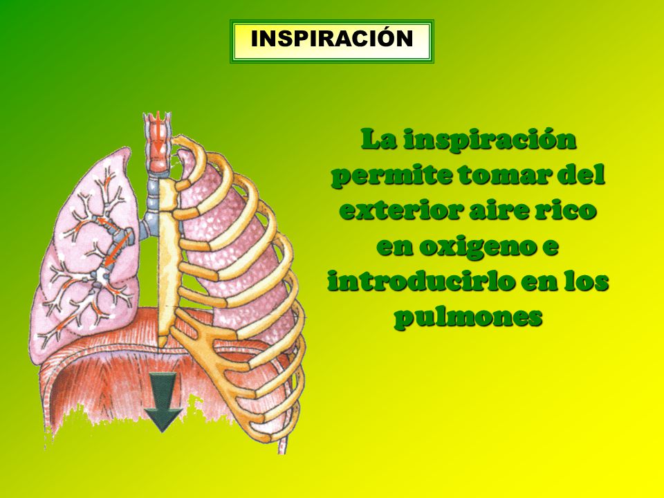 INSPIRACIÓN La inspiración permite tomar del exterior aire rico en oxigeno e introducirlo en los pulmones.
